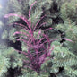 Regency Glitter Sequin Pampas Grass Spray MTX68965